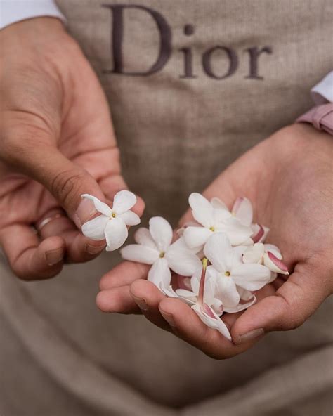 domaine de manon grasse dior|How Dior Gets the Flowers for Its Perfume: Interview .